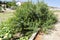 Large Pigeon Peas Tree