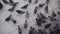 Large pigeon swarm looks for seeds on old square close view