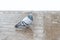 Large pigeon walking on a brick sidewalk. Winter birds. City birds