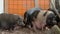 A large pigs sow breed of lop-bellied in a pigsty on a small farm.