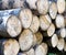 A large pile of alder logs lies in the forest at the logging site. Business selling timber and wood products. Import and