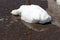 A large pile of dirty white snow lies on the asphalt road