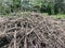 A large pile of dry brown branches