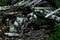 A large pile of fallen tree branches, stumps and boards