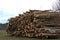 Large pile of freshly cut trees waiting to be processed