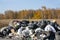 A large pile of garbage in the autumn forest. Tires, plastic bags in black, bottles, bags, boxesÑŽ Environmental