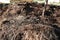 Large pile of manure and pitchfork, ecological organic fertilizer