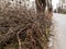 Large pile of pruned bare tree branches stacked on a wide road dividing lane. Annual seasonal pruning of city trees