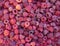 Large pile of raspberries, full screen image