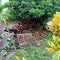 a large pile of wood under the sapodilla tree