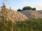 Large piles of gravel stones to build the road. Dumped by a dump truck on the green grass. Summer day