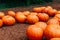 Large Piles Scattering of Orange Pumpkins