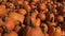 Large Piles Scattering of Orange Pumpkins and Gourds at a Pumpkin Patch