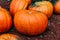 Large Piles Scattering of Orange small Pumpkins