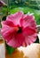 Large pimk hibiscus flower