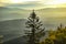 A large pine against the backdrop of the Karkonosze mountains in