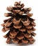 Large pine cone