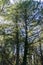 Large pine trees, California