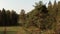 Large pine trees in a public park close-up