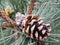 Large pinecone photography