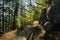 Large Pines Cast Shadows Along Four Mile Trail