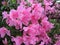 Large Pink Azalea Flowering Shrub