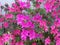 Large pink Azaleas bush in full bloom