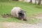 The large Pink and black Hampshire pig.