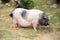 The large Pink and black Hampshire pig.