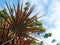 Large pink Cordyline Australis plant with blue sky in Suriname South-America