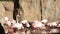 Large pink Flamingo cleans feathers in natural pond Park