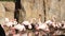 Large pink Flamingo cleans feathers in natural pond Park