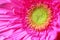 Large pink flower gerbera background