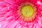 Large pink flower gerbera background
