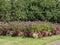 Large pink flowerbed in a garden in autumn