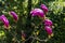 Large pink flowers and buds Magnolia Susan Magnolia liliiflora x Magnolia stellata on green boxwood Buxus sempervirens