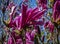 Large pink flowers Magnolia Susan Magnolia liliiflora x Magnolia stellata on a clear sunny day