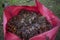 Large pink garden bag full of a pile of  autumn leaves