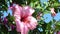 Large Pink Hibiscus Flower Moving in the Breeze