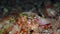 A large pink jeweled anemone hermit crab close-up.