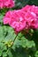 Large pink Pelargonium flowers on defocused background