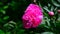 Large pink peony flower on flowerbed