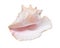 Large pink queen conch seashell