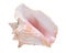 Large pink queen conch seashell