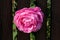 Large pink rose with dense fully open blooming petals growing between dark wooden picket fence in local garden
