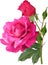 Large pink rose flower four buds on white