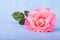 Large pink rose on a painted light blue background