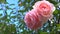 Large pink roses against a blue sky