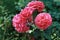 Large pink roses grow on a green bush