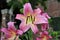 A large pink and yellow Lilium hybrida, Empoli Orienpet, flower